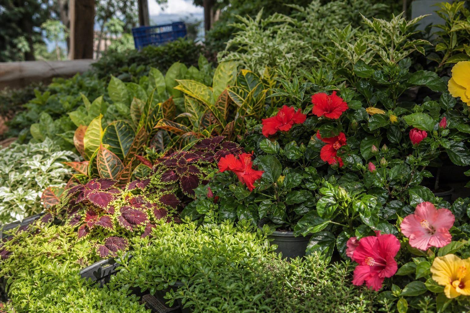 Ornamental Plants